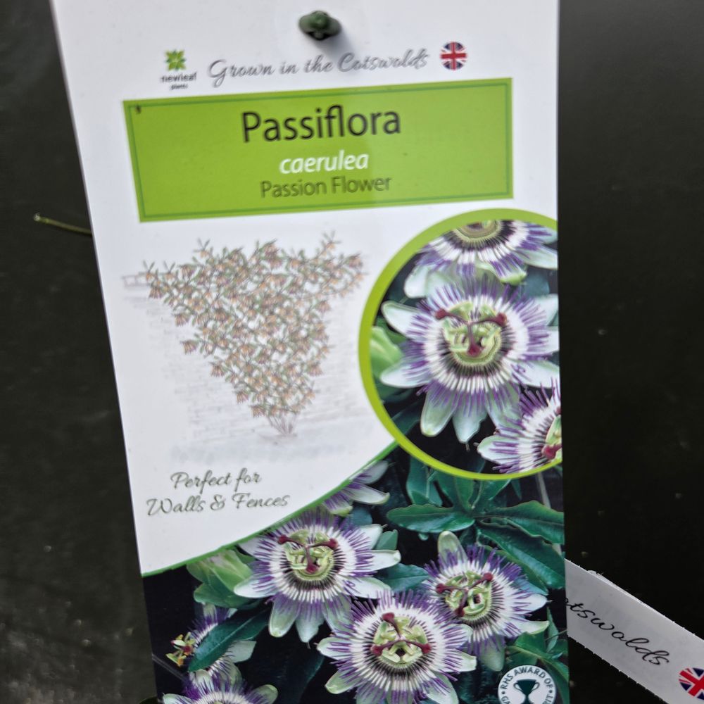 Passiflora 'Caerulea' Passion Flower - Climber Plant - 3 Ltr Pot