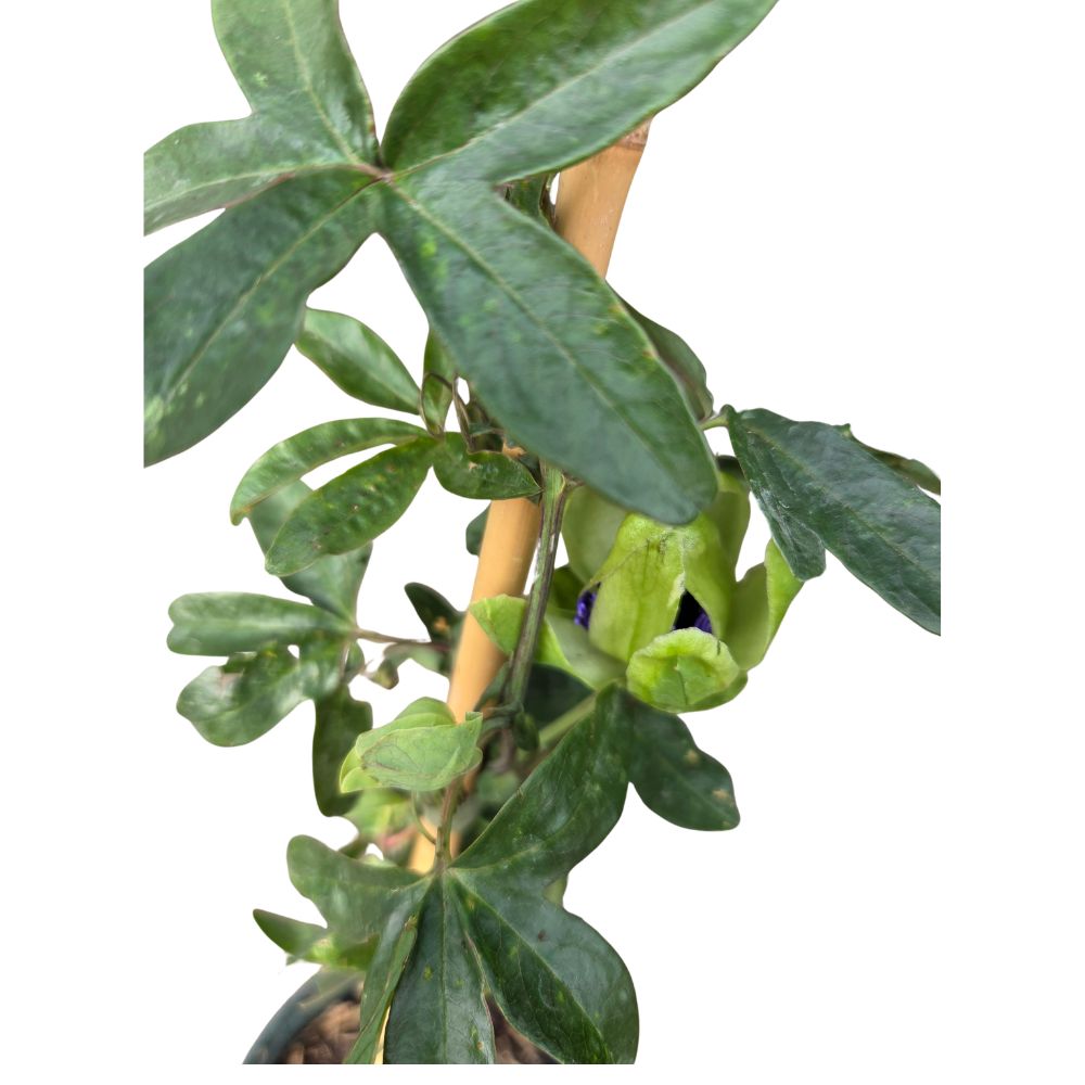 Passiflora 'Caerulea' Passion Flower - Climber Plant - 3 Ltr Pot