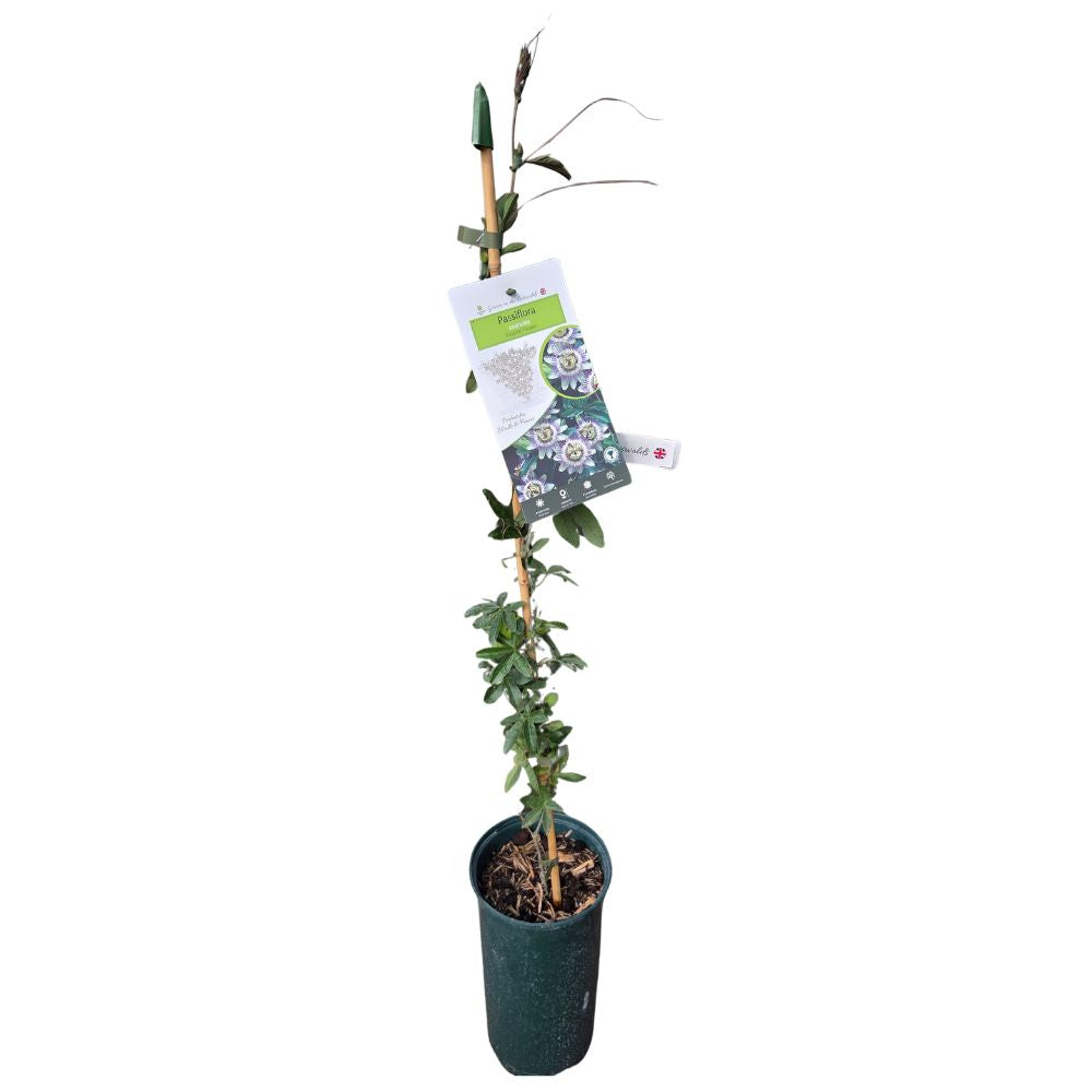 Passiflora 'Caerulea' Passion Flower - Climber Plant - 3 Ltr Pot