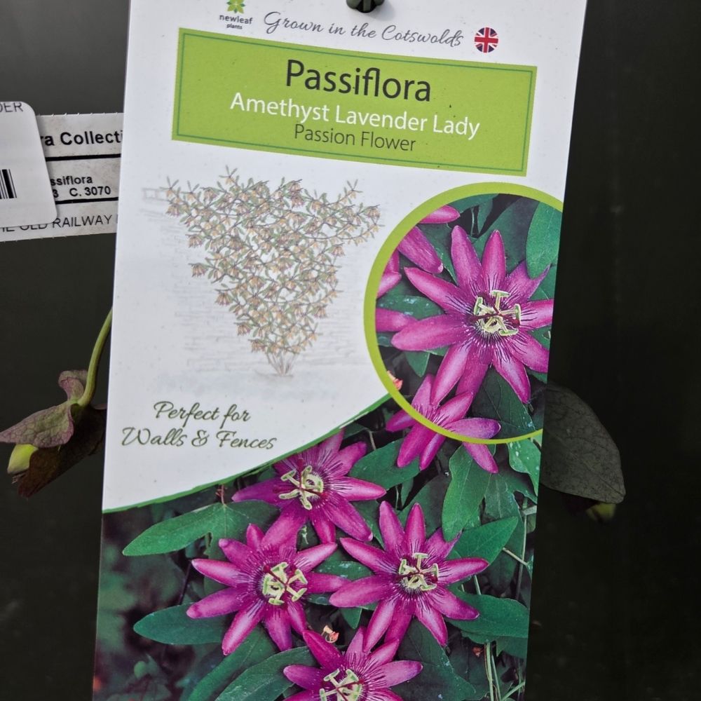 Passiflora 'Lavender Lady' Passion Flower - Climber Plant - 3Ltr Pot