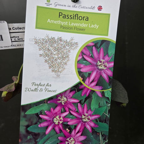 Passiflora 'Lavender Lady' Passion Flower - Climber Plant - 3Ltr Pot