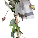 Passiflora 'Lavender Lady' Passion Flower - Climber Plant - 3Ltr Pot