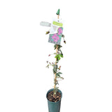 Passiflora 'Lavender Lady' Passion Flower - Climber Plant - 3Ltr Pot