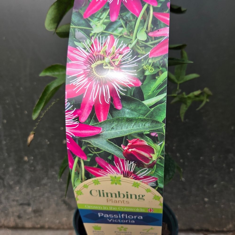 Passiflora violacea 'Victoria' Climber Plant- 3Ltr Pot