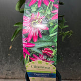 Passiflora violacea 'Victoria' Climber Plant- 3Ltr Pot