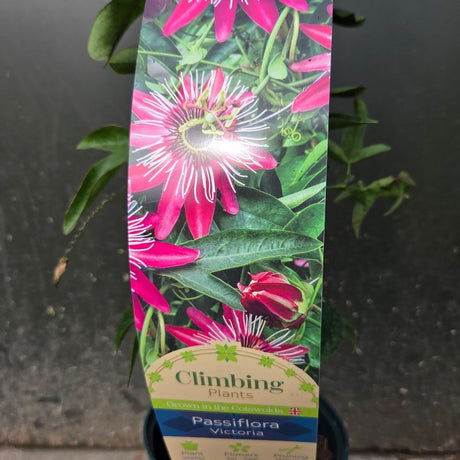 Passiflora violacea 'Victoria' Climber Plant- 3Ltr Pot