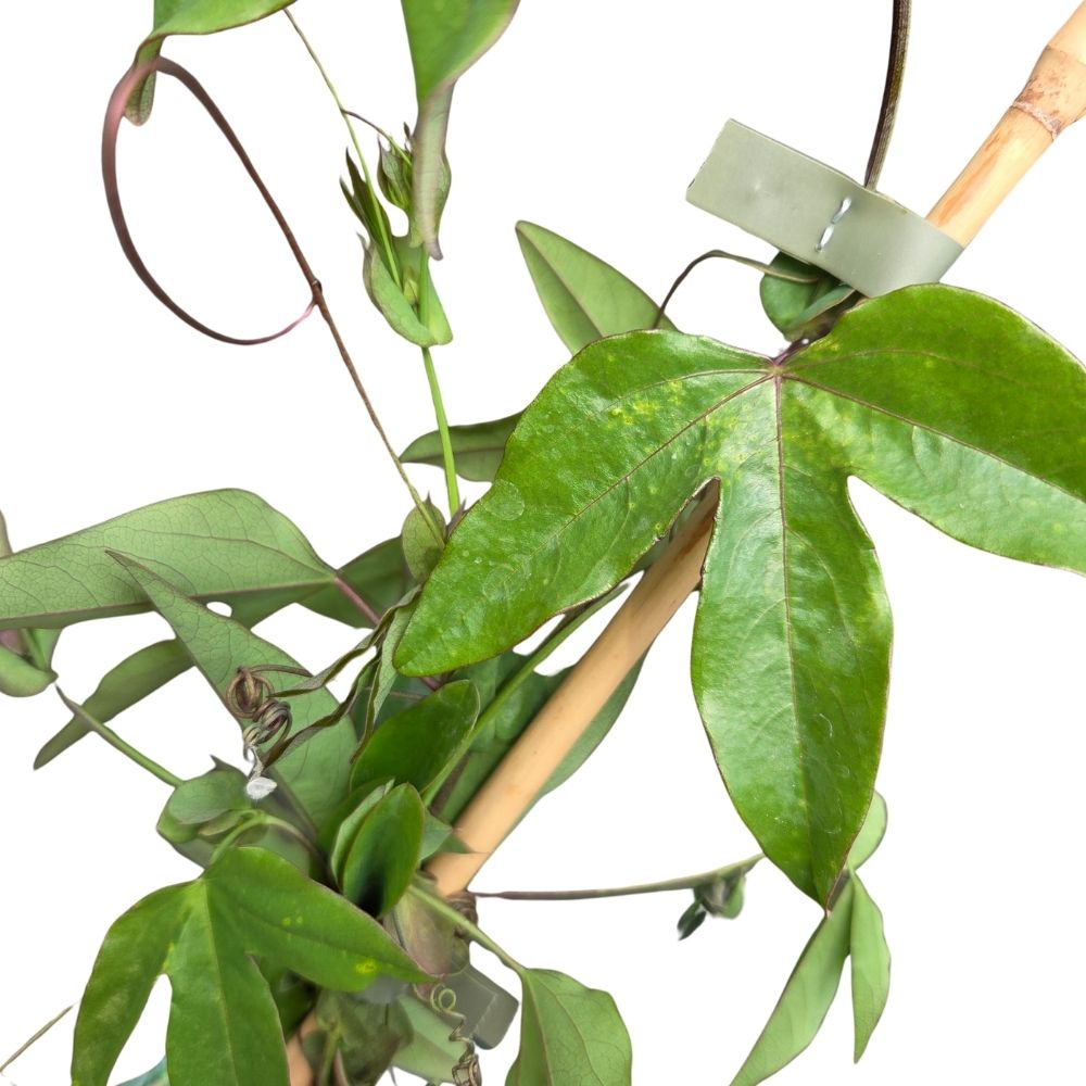 Passiflora violacea 'Victoria' Climber Plant- 3Ltr Pot
