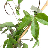 Passiflora violacea 'Victoria' Climber Plant- 3Ltr Pot