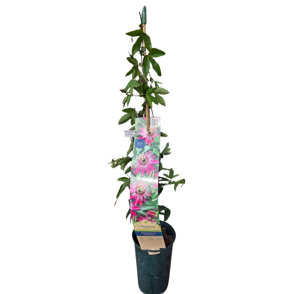 Passiflora violacea 'Victoria' Climber Plant- 3Ltr Pot