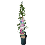 Passiflora violacea 'Victoria' Climber Plant- 3Ltr Pot