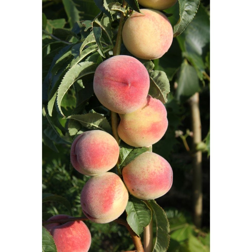 Frank P Matthews Peach 'Peregrine' Fruit Tree - 7Ltr Pot