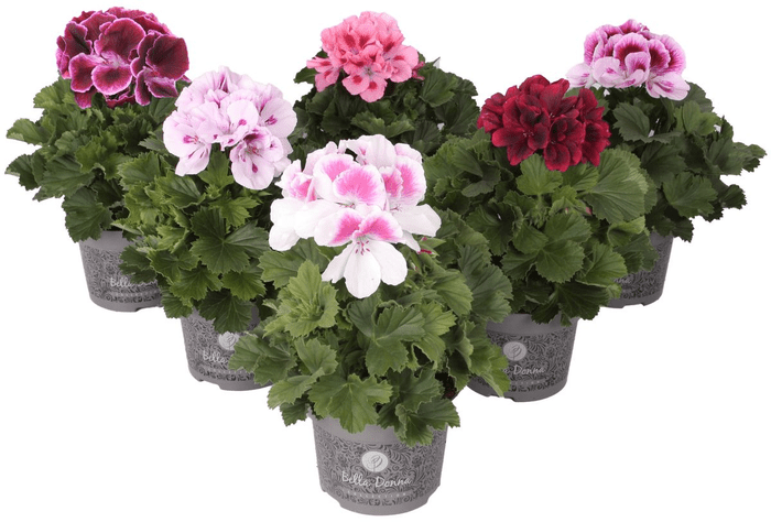 Pelargonium 'Bella Donna' 12cm Pot - Old Railway Line Garden Centre
