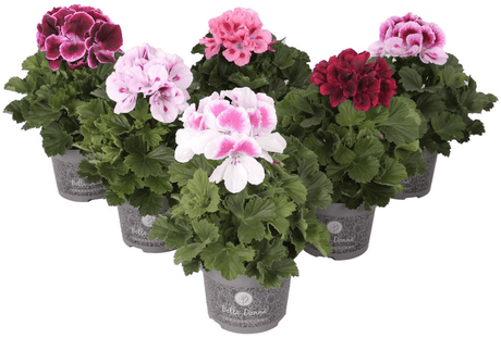 Pelargonium 'Bella Donna' 12cm Pot - Old Railway Line Garden Centre