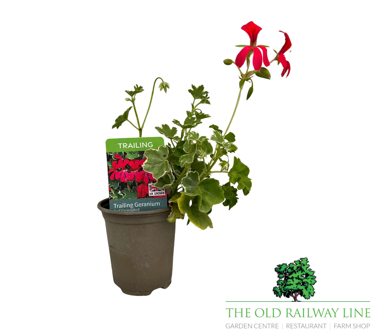 Geranium 'Trailing Red Variegated' 9cm Pot