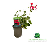 Geranium 'Trailing Red Variegated' 9cm Pot