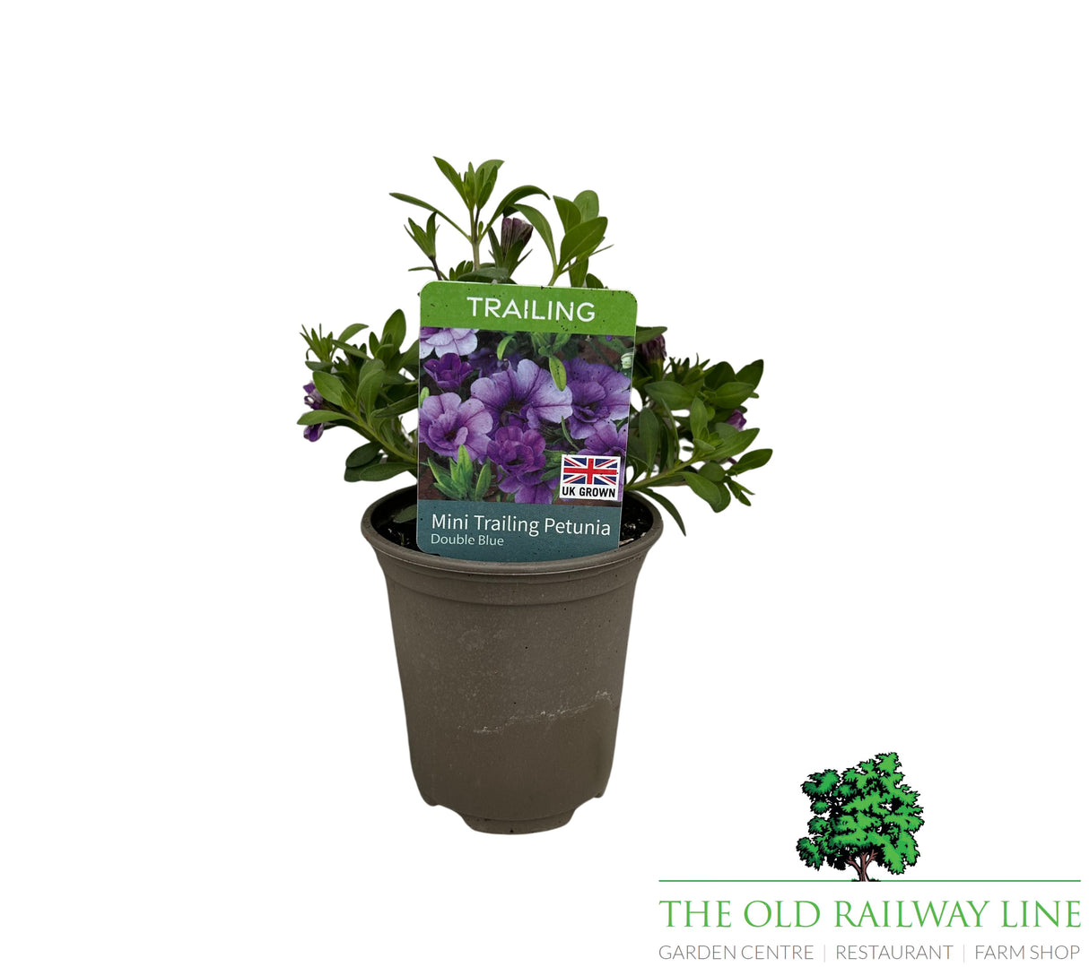 Petunia 'Mini Trailing Double Blue' 9cm Pot