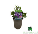Petunia 'Mini Trailing Double Blue' 9cm Pot