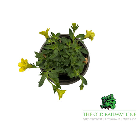 Petunia 'Mini Trailing Double Yellow' 9cm Pot
