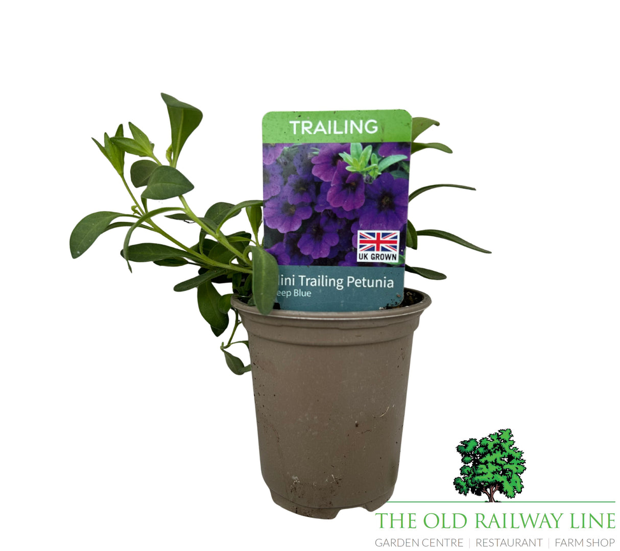 Petunia 'Mini Trailing Deep Blue' 9cm Pot