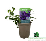 Petunia 'Mini Trailing Deep Blue' 9cm Pot