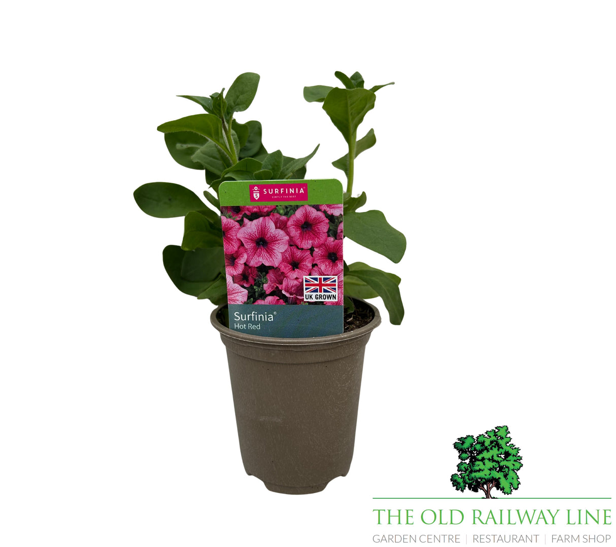 Petunia 'Trailing Surfinia Hot Red' 9cm Pot