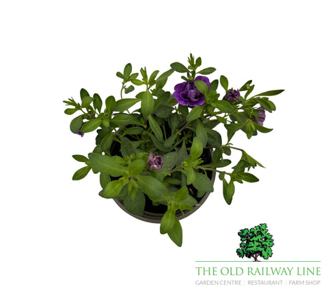 Petunia 'Mini Trailing Double Blue' 9cm Pot