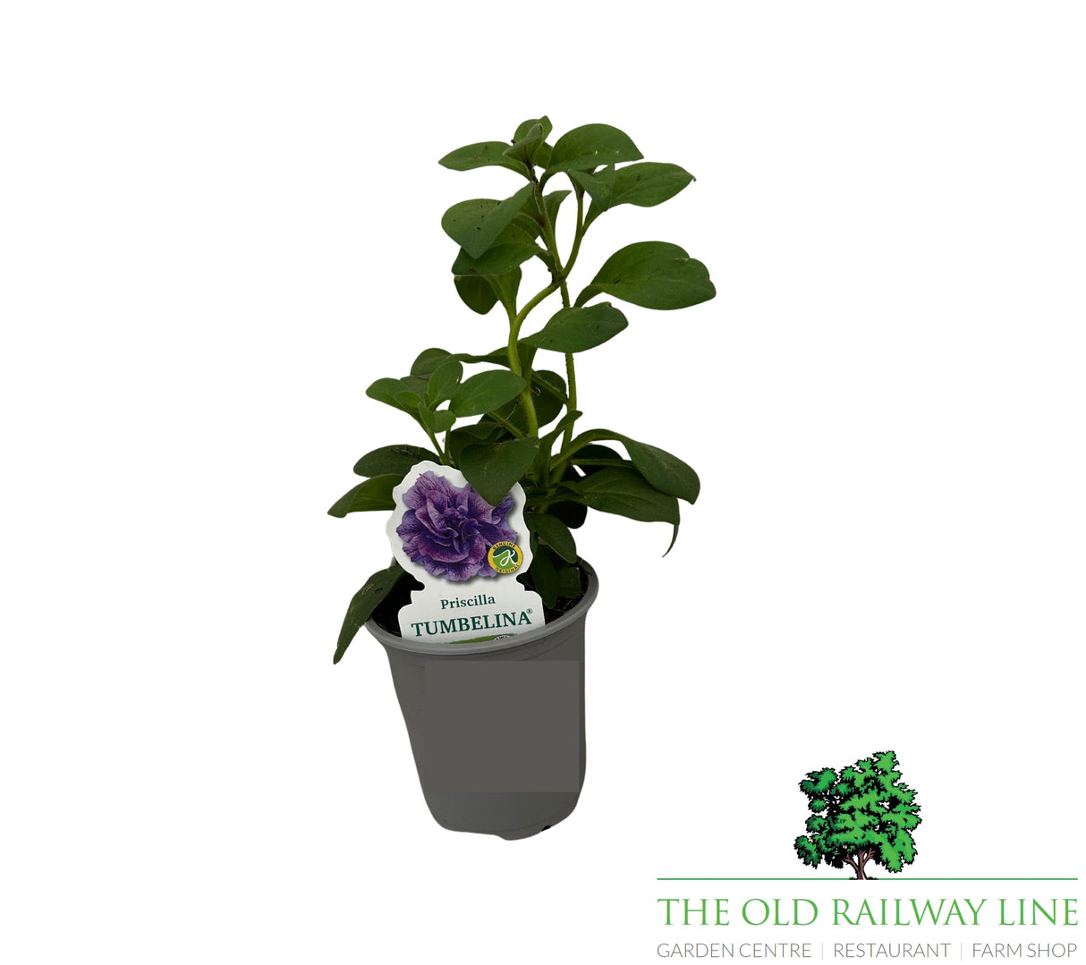 Petunia 'Trailing Double Priscilla' 9cm Pot