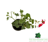 Geranium 'Trailing Red Variegated' 9cm Pot