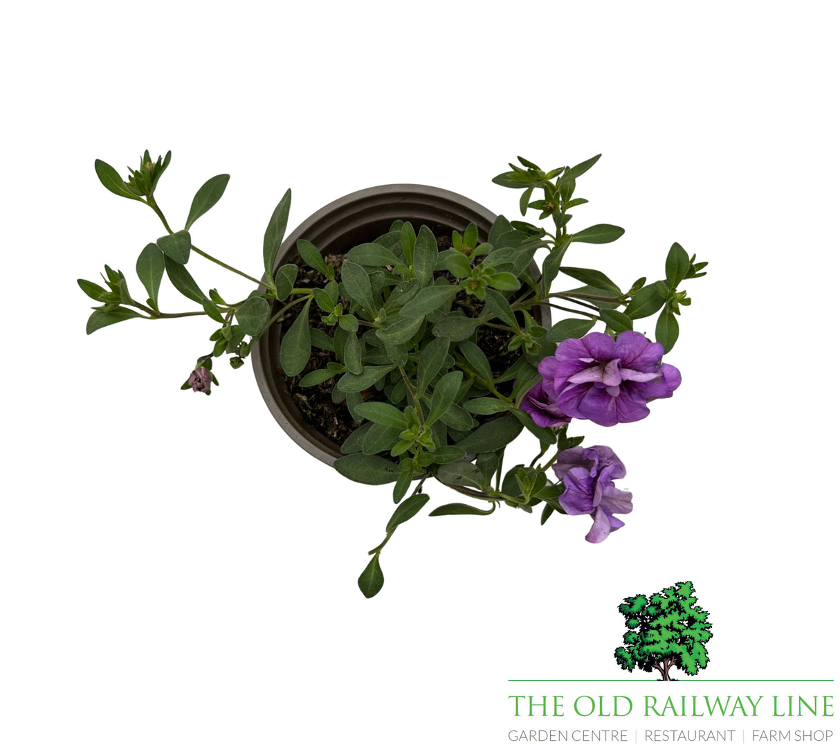 Petunia 'Mini Trailing Deep Blue' 9cm Pot