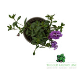 Petunia 'Mini Trailing Deep Blue' 9cm Pot