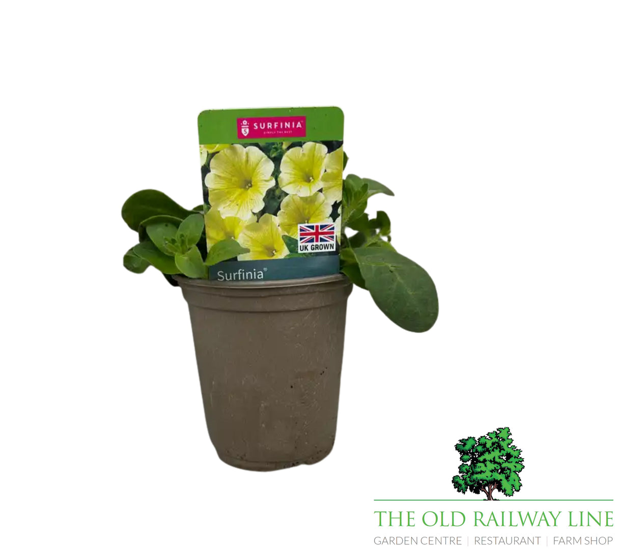 Petunia 'Trailing Surfinia Yellow Dream' 9cm Pot