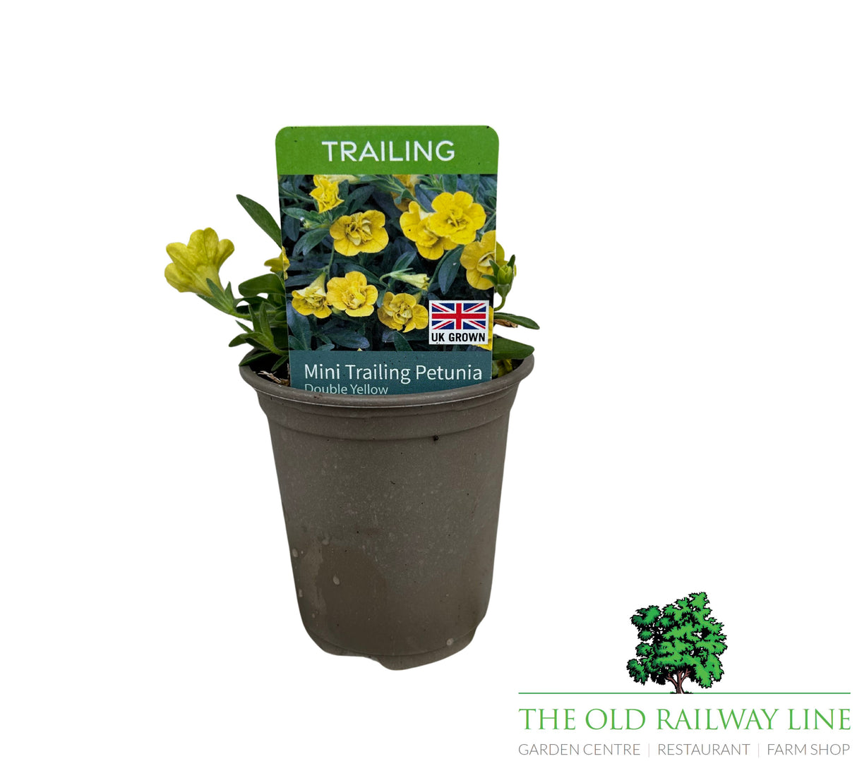 Petunia 'Mini Trailing Double Yellow' 9cm Pot