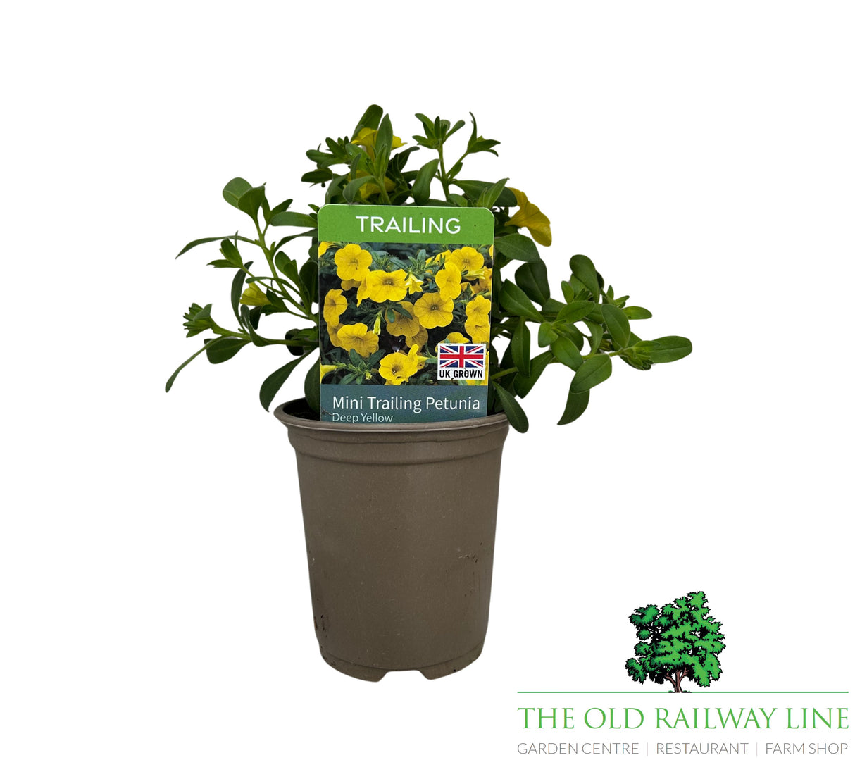 Petunia 'Mini Trailing Deep Yellow' 9cm Pot