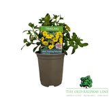 Petunia 'Mini Trailing Deep Yellow' 9cm Pot