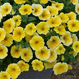 Petunia Bee's Knees Bedding Plug Plant