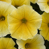 Petunia Bee's Knees Bedding Plug Plant