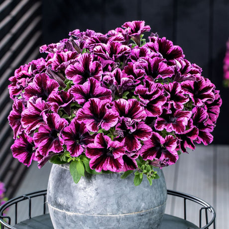 Petunia Go Tunia Cosmic Pink Plug Plant - Old Railway Line Garden Centre
