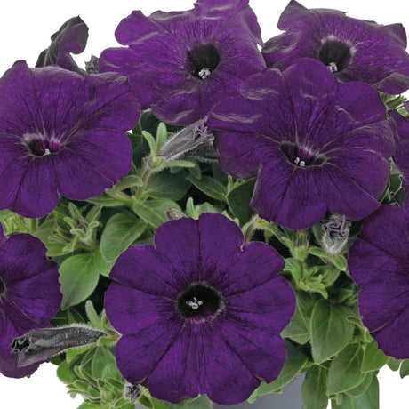 Petunia Go Tunia Dark Blue Plug Plants - Old Railway Line Garden Centre