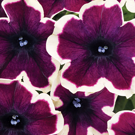 Petunia Go Tunia French Kiss Plug Plants - Old Railway Line Garden Centre