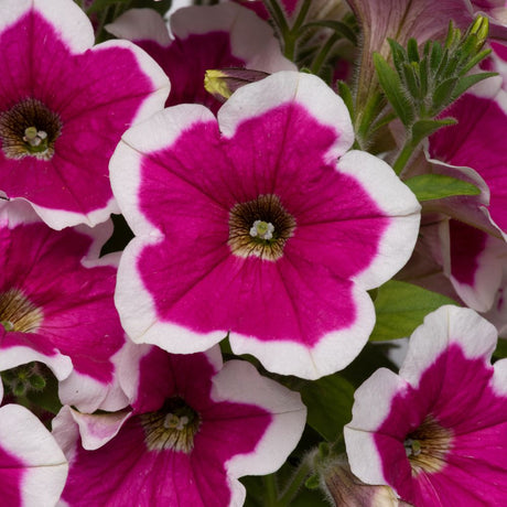Petunia Go Tunia Rose Picotee Plug Plants - Old Railway Line Garden Centre