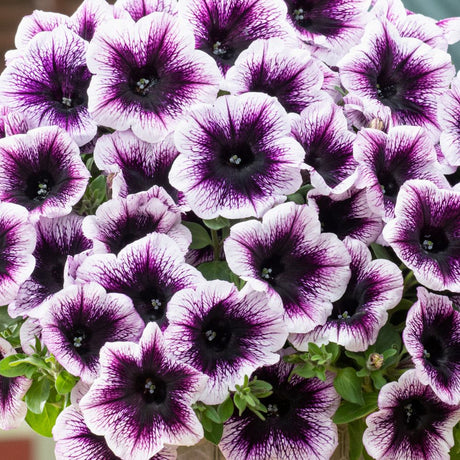 Petunia Go Tunia Violet Vein Plug Plants - Old Railway Line Garden Centre