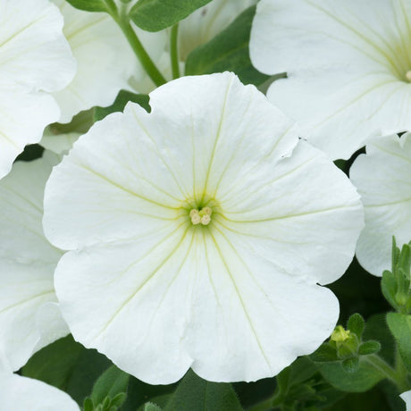 Petunia Go Tunia White Improved Plug Plants - Old Railway Line Garden Centre