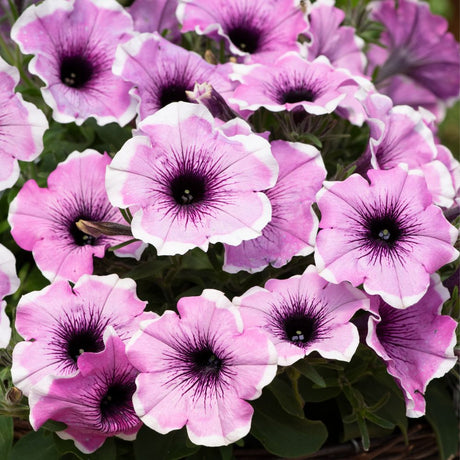 Petunia Lavender Blush Plug Plant - Old Railway Line Garden Centre