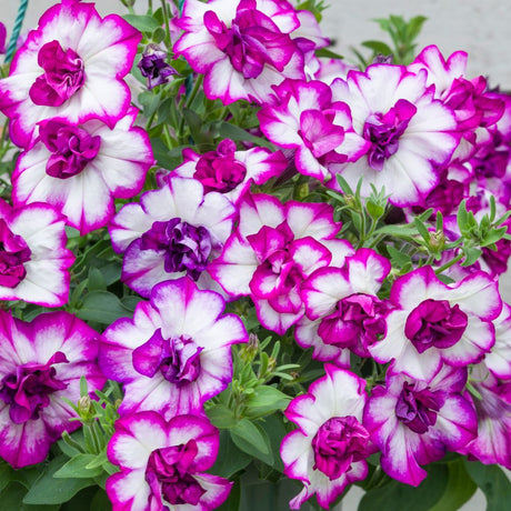 Petunia Thumbelina Nicola Plug Plants - Old Railway Line Garden Centre