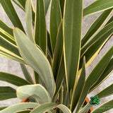 Phormium Tenex Plant - 15Ltr Pot
