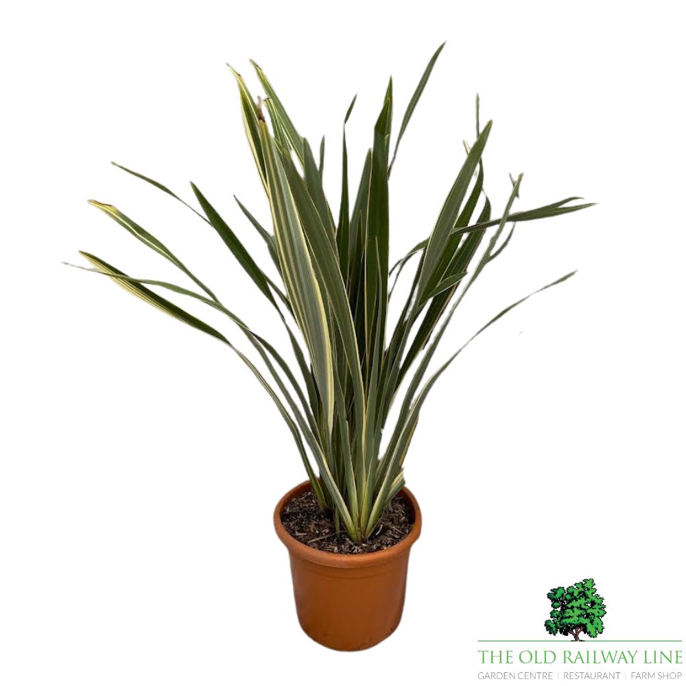 Phormium Tenex Plant - 15Ltr Pot