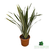 Phormium Tenex Plant - 15Ltr Pot