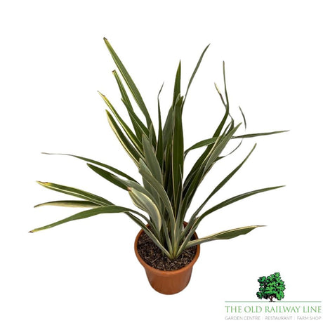 Phormium Tenex Plant - 15Ltr Pot - Old Railway Line Garden Centre