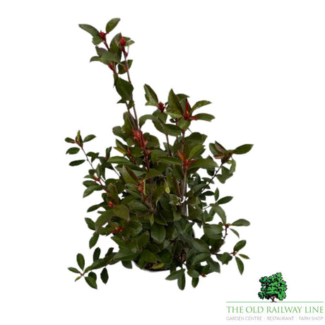 Photinia Fraseri Carre Rouge Plant - 5ltr Pot