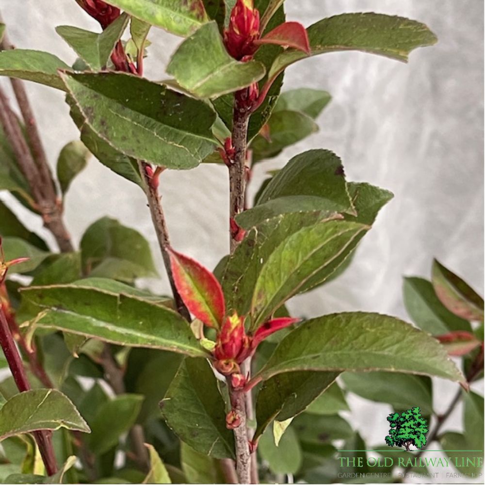 Photinia Fraseri Carre Rouge Plant - 5ltr Pot